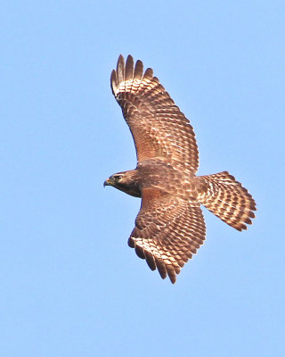 Short-tailed Hawk-4.jpg