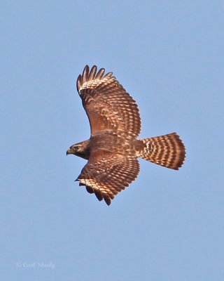 Short-tailed Hawk-1.jpg