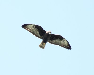 Short-tailed Hawk-dark phase.jpg