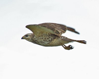 Broad-winged Hawk-4.jpg