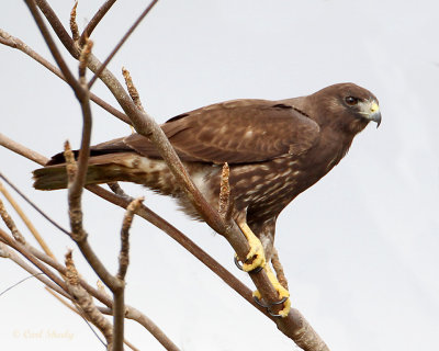 Short-tailed Hawk