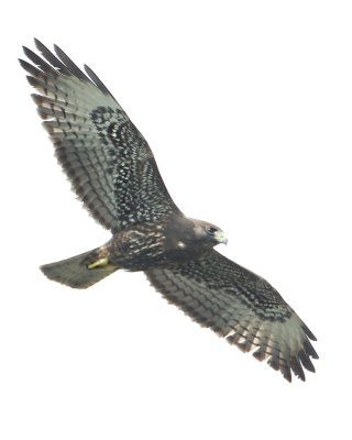 Short-tailed Hawk-9.jpg