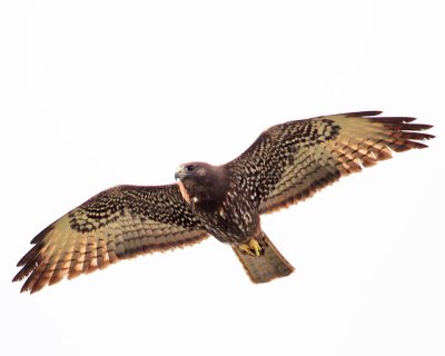 Short-tailed Hawk-8.jpg