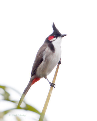 Bulbul-2.jpg