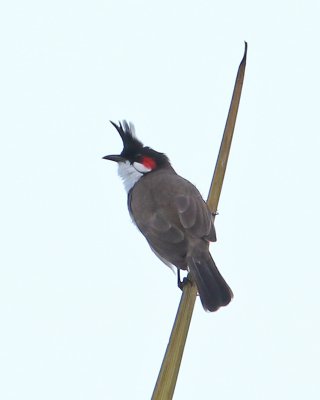 Bulbul-5.jpg