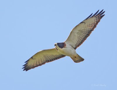 Short-tailed Hawk-light phase adult.jpg