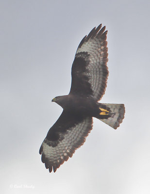 Short-tailed Hawk-14-dark phase.jpg
