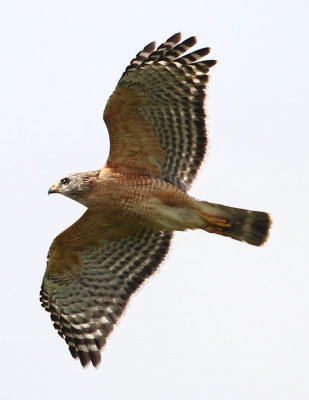 Red-shouldered Hawk-16.jpg