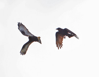 Crow attacking Short-tail.jpg