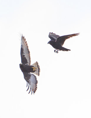Crow and Short-tail Hawk.jpg
