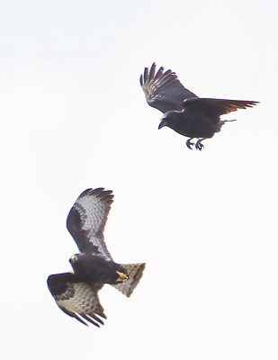 Crow Attack-2.jpg