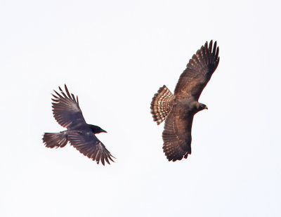 Crow Attack-6.jpg