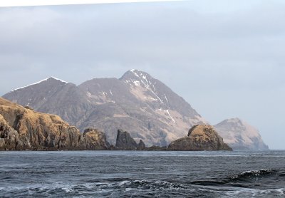 Adak-Whiskered Auklet pass.jpg