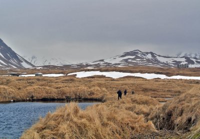 Smew search.jpg