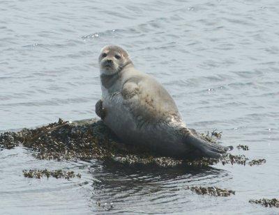 Harbor Seal-Adak.jpg
