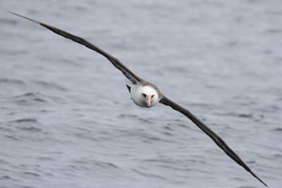 Albatross-2.jpg