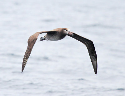Black-footed Albatross-1.jpg