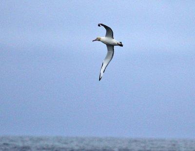 Short-tailed Albatrosss-6.jpg