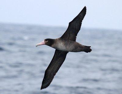 Short-tailed Albatross-1.jpg