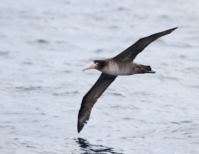 Short-tailed Albatross-2.jpg