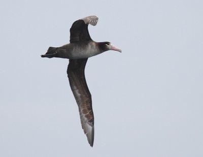 Short-tailed Albatross-3.jpg