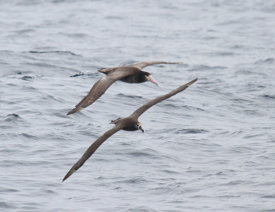 Albatross x 2.jpg