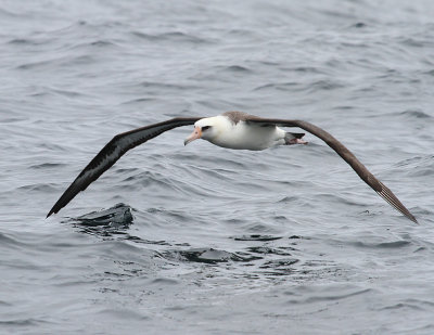 Albatross-4.jpg