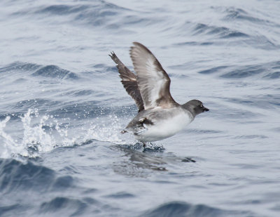 Cassins Auklet-2.jpg