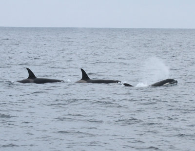 Orcas.jpg