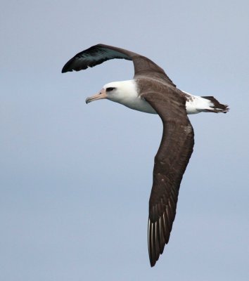 Lasan-Albatross-7.jpg