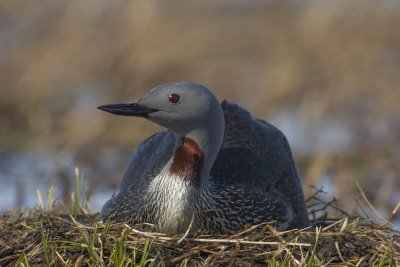 Red-throated Loo-3 7-13.tif