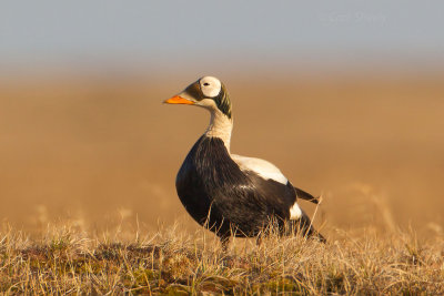 Spectacled-Eider-2-7-9.jpg