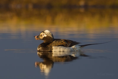 Long-tailed-Duck-8-7-7-w.jpg