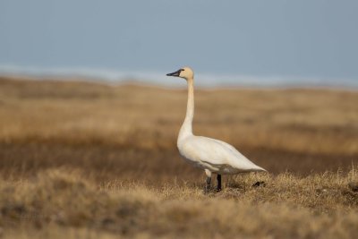 Tundra Swan on the Tundra