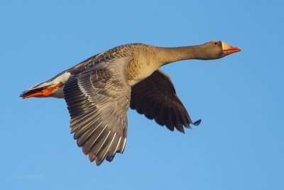 Greater White-fronted-Goose
