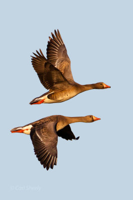 Greater-White-fronted-geese-7-8-w.jpg