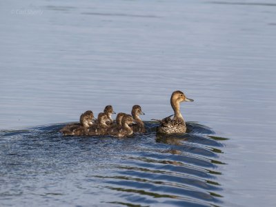 Pintail-and-Chicks-w.jpg