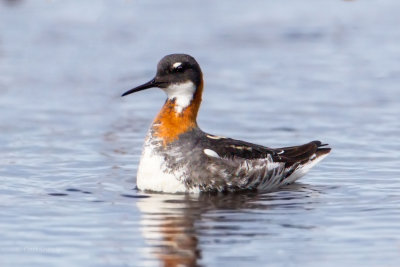 Red-necked-Phalarope-3-7-8-w.jpg