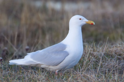 Glaucous-Gull-1-7-11-w.jpg