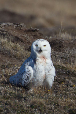 Snowy Owl - female