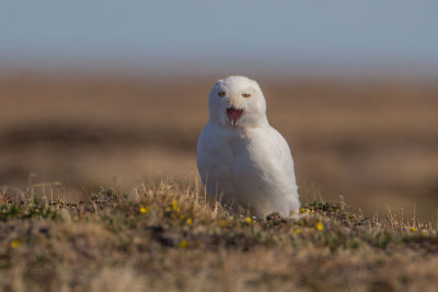 Snowy Owl - male