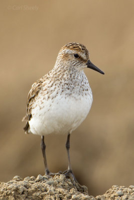 Semipalmated-Sandpiper-1-7-7-w.jpg