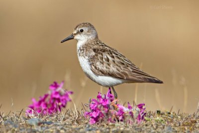 Semipalmated-Sandpiper-4-7-9-w.jpg