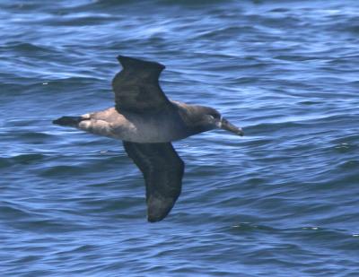 Black-footed Albatross-1.jpg