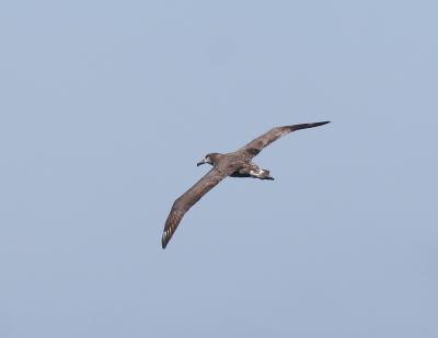 Black-footed Albatross-2.jpg