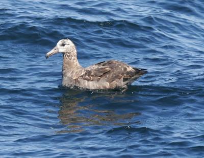 Black-footed Albatross-4.jpg