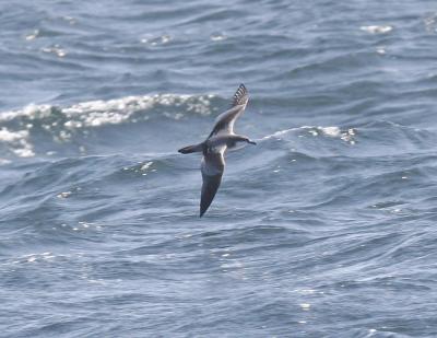 g4/77/608777/3/51865464.BullersShearwater2.jpg