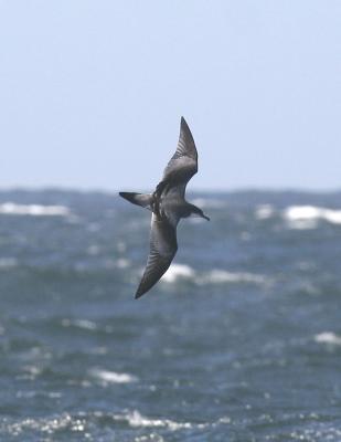 g4/77/608777/3/51865511.BullersShearwater3.jpg