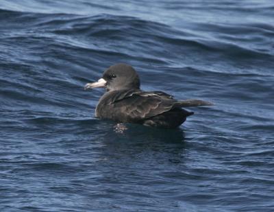 g4/77/608777/3/51865600.FleshfootedShearwater1.jpg