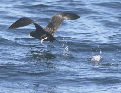 g4/77/608777/3/51865627.FleshFootedShearwater6.jpg
